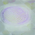 ѓc珻@Chiaki Iida